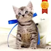 ジェネッタ