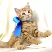 ジェネッタ【栃木県・男の子・2025年6月11日・レッドスポテッドタビー】の写真5