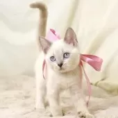 マンチカン(長足)【栃木県・女の子・2025年8月15日・ブルーポイント】の写真7