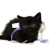 マンチカン(短足)【栃木県・男の子・2025年8月18日・ブラック】の写真6