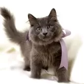 マンチカン(長足)【栃木県・男の子・2025年7月18日・ブルー】の写真6