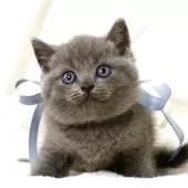 マンチカン(長足)【栃木県・男の子・2025年10月1日・ブルー】の写真4