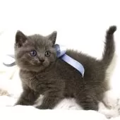 マンチカン(長足)【栃木県・男の子・2025年10月1日・ブルー】の写真6