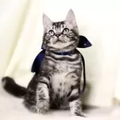 マンチカン(長足)【栃木県・男の子・2025年6月25日・シルバータビー】の写真5