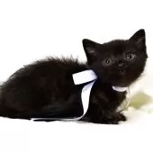 マンチカン(短足)【栃木県・男の子・2025年8月18日・ブラック】の写真4