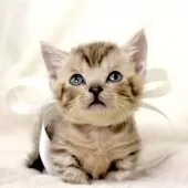 ジェネッタ【栃木県・男の子・2025年10月10日・シルバースポテッドタビー(短足)】の写真5