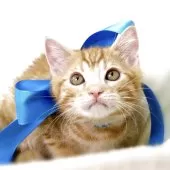 ジェネッタ【栃木県・男の子・2025年6月11日・レッドスポテッドタビー】の写真7