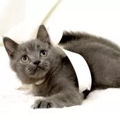 マンチカン(長足)【栃木県・男の子・2025年9月1日・ブルー】の写真3