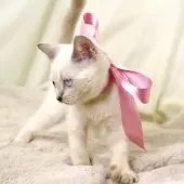 マンチカン(長足)【栃木県・女の子・2025年8月15日・ブルーポイント】の写真5