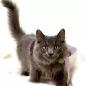 マンチカン(長足)【栃木県・男の子・2025年7月18日・ブルー】の写真10