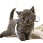 マンチカン(長足)【栃木県・男の子・2025年10月1日・ブルー】の写真5