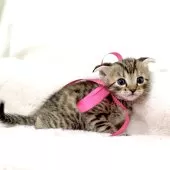 ジェネッタ【栃木県・女の子・2025年3月31日・ブラウンスポテッドタビー】の写真8