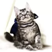 マンチカン(長足)【栃木県・男の子・2025年6月25日・シルバータビー】の写真7