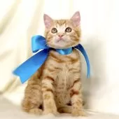 ジェネッタ【栃木県・男の子・2025年6月11日・レッドスポテッドタビー】の写真4