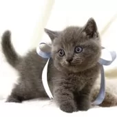 マンチカン(長足)【栃木県・男の子・2025年10月1日・ブルー】の写真3