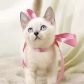 マンチカン(長足)【栃木県・女の子・2025年8月15日・ブルーポイント】の写真3