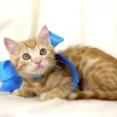 ジェネッタ【栃木県・男の子・2025年6月11日・レッドスポテッドタビー】の写真3