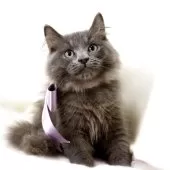 マンチカン(長足)【栃木県・男の子・2025年7月18日・ブルー】の写真2