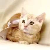 マンチカン(短足)【栃木県・男の子・2025年7月25日・クリームタビー】の写真7