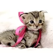 ジェネッタ【栃木県・女の子・2025年3月31日・ブラウンスポテッドタビー】の写真4