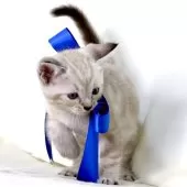 マンチカン(長足)【栃木県・男の子・2026年2月16日・シールリンクスポイント】の写真6