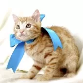 ジェネッタ【栃木県・男の子・2025年6月11日・レッドスポテッドタビー】の写真10