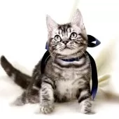 マンチカン(長足)【栃木県・男の子・2025年6月25日・シルバータビー】の写真10