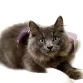 マンチカン(長足)【栃木県・男の子・2025年7月18日・ブルー】の写真8