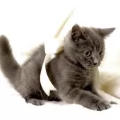 マンチカン(長足)【栃木県・男の子・2025年9月1日・ブルー】の写真6