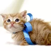 マンチカン(長足)【栃木県・男の子・2025年9月28日・レッドタビー】の写真6