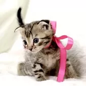 ジェネッタ【栃木県・女の子・2025年3月31日・ブラウンスポテッドタビー】の写真10