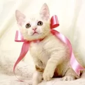 マンチカン(長足)【栃木県・女の子・2025年9月17日・クリームタビー】の写真3