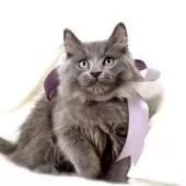 マンチカン(長足)【栃木県・男の子・2025年7月18日・ブルー】の写真5