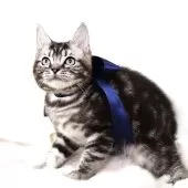 マンチカン(長足)【栃木県・男の子・2025年6月25日・シルバータビー】の写真8