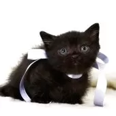 マンチカン(短足)【栃木県・男の子・2025年8月18日・ブラック】の写真2