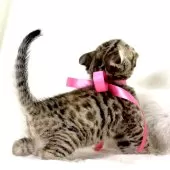 ジェネッタ【栃木県・女の子・2025年3月31日・ブラウンスポテッドタビー】の写真7