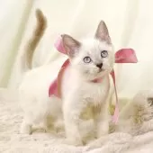 マンチカン(長足)【栃木県・女の子・2025年8月15日・ブルーポイント】の写真10