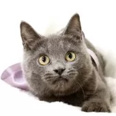 マンチカン(長足)【栃木県・男の子・2025年5月17日・ブルー】の写真2