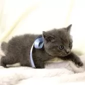 マンチカン(長足)【栃木県・男の子・2025年10月1日・ブルー】の写真7