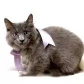 マンチカン(長足)【栃木県・男の子・2025年7月18日・ブルー】の写真7