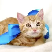 ジェネッタ【栃木県・男の子・2025年6月11日・レッドスポテッドタビー】の写真6