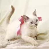 マンチカン(長足)【栃木県・女の子・2025年8月15日・ブルーポイント】の写真8