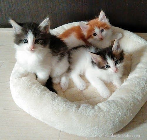 有村　直子(ありむら　なおこ)ブリーダー(東京都・ノルウェージャンフォレストキャット・TICA/RCC登録)の紹介写真2