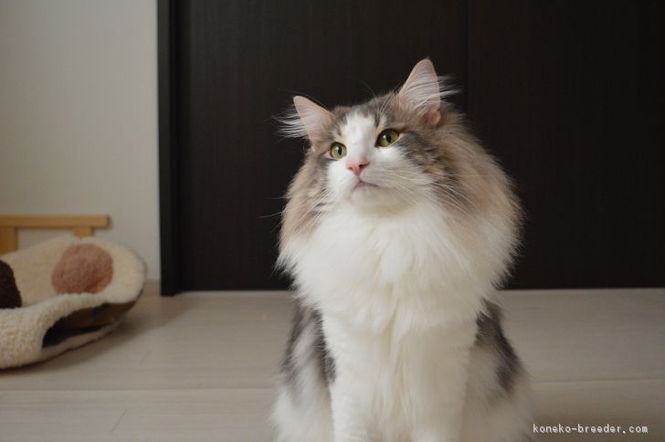 有村　直子(ありむら　なおこ)ブリーダー(東京都・ノルウェージャンフォレストキャット・TICA/RCC登録)の紹介写真3