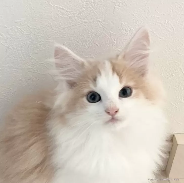 シャケ 様のお迎えした子猫