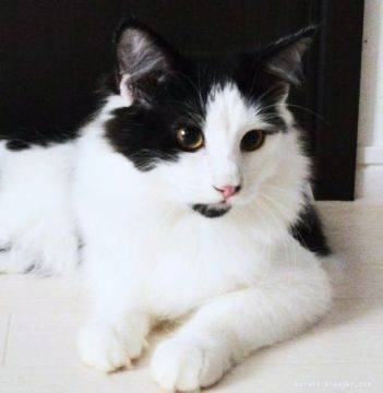 ノルウェージャンフォレストキャット【東京都・男の子・2018年3月6日・ブラック&ホワイト】の写真「なでてもらうのが大好きな甘えたさんです。」