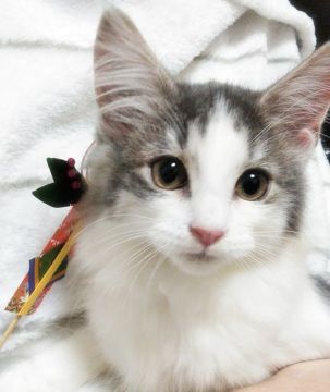 ノルウェージャンフォレストキャット【東京都・女の子・2018年9月18日・ブルータビー&ホワイト】の写真「ぽやんとしている女の子です。」