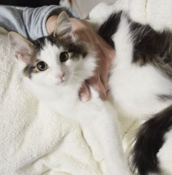 ノルウェージャンフォレストキャット【東京都・女の子・2018年9月18日・ブラウンタビー&ホワイト】の写真「キレイな八割れの美人です。」