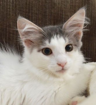 ノルウェージャンフォレストキャット【東京都・女の子・2018年3月6日・ブルータビー&ホワイト】の写真「目が大きな美人さんです。」