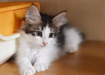 ノルウェージャンフォレストキャット【東京都・男の子・2019年2月7日・ブラウンタビー&ホワイト】の写真「お父さん似のきれいな顔です。」